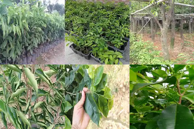 沉香木树苗鉴别方法1686010398527 沉香木树苗鉴别方法1686010398527