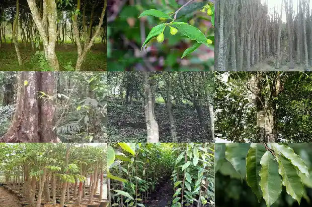 奇楠沉香树苗产地1686010476663 奇楠沉香树苗产地1686010476663
