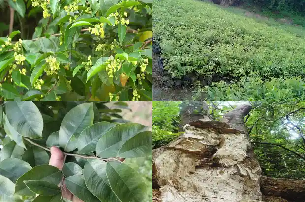沉香手串手链价格是多少1691367143162 沉香手串手链价格是多少1691367143162