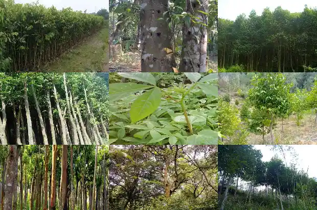 沉香楠木树苗多少钱一颗1691194261535 沉香楠木树苗多少钱一颗1691194261535