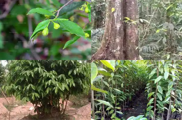 奇楠沉香苗产地1686096653111 奇楠沉香苗产地1686096653111