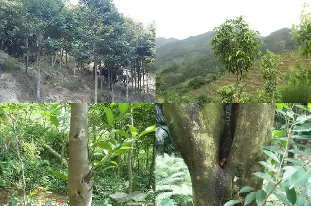 奇楠沉香苗产地1686096653158 奇楠沉香苗产地1686096653158