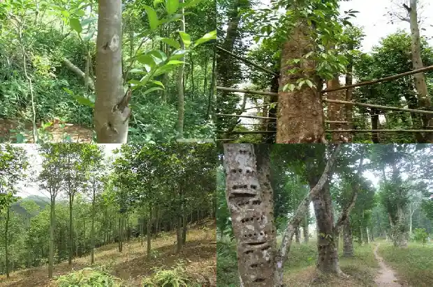 老沉香价格多少钱一克1690157671717 老沉香价格多少钱一克1690157671717