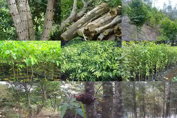 沉香和沉香木1686096746322 沉香和沉香木1686096746322