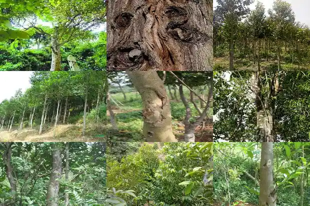 沉香手串的特点及价格1693958954264 沉香手串的特点及价格1693958954264