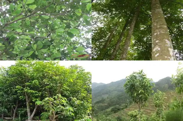 沉香沉香木1686096871978 沉香沉香木1686096871978