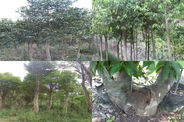 沉香沉香木1686096872073 沉香沉香木1686096872073