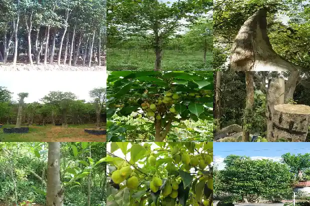 沉香手链价格是多少1691108125282 沉香手链价格是多少1691108125282