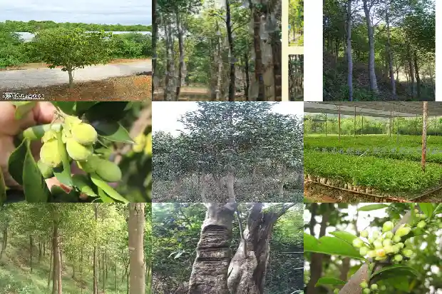 嫁接奇楠沉香苗1686096980693 嫁接奇楠沉香苗1686096980693
