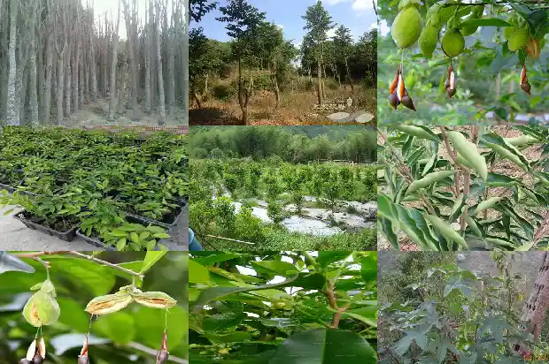 沉香树苗栽培技术1686183057854 沉香树苗栽培技术1686183057854