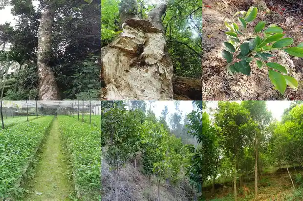 沉香树苗的培育技术1686183095704 沉香树苗的培育技术1686183095704