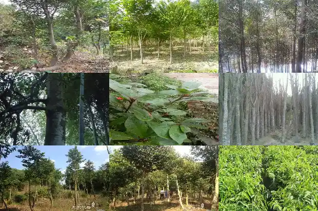 沉香嫁接苗1686183199406 沉香嫁接苗1686183199406