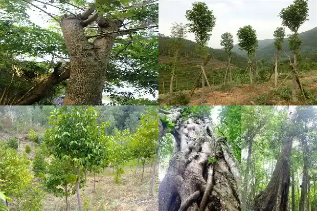沉香嫁接苗1686183199454 沉香嫁接苗1686183199454
