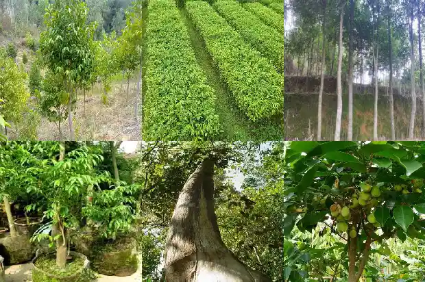 嫁接沉香苗1686183241266 嫁接沉香苗1686183241266