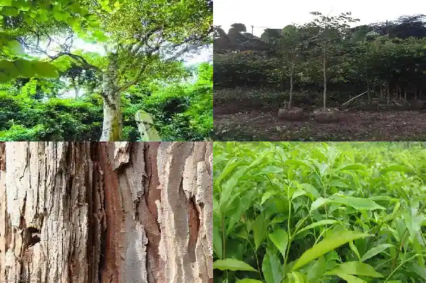 沉香树苗回收1686183360454 沉香树苗回收1686183360454