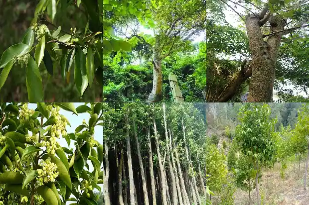沉香厂家批发1686183402507 沉香厂家批发1686183402507