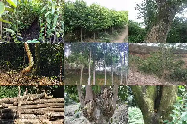 沉香栽培1686183474827 沉香栽培1686183474827