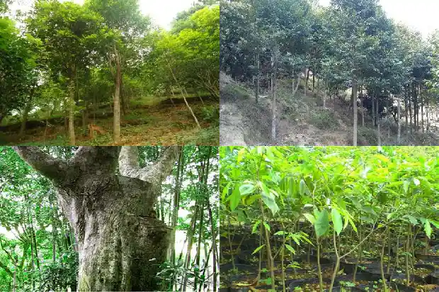 沉香木栽培1686269469017 沉香木栽培1686269469017