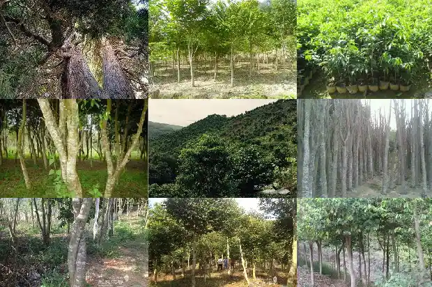 沉香木栽培1686269469065 沉香木栽培1686269469065