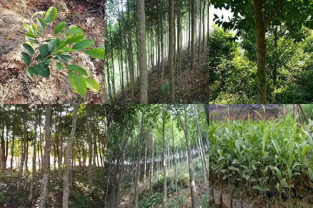 陈香苗1686269508025 陈香苗1686269508025