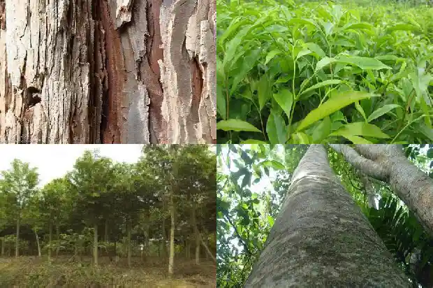 沉香油1686269623379 沉香油1686269623379