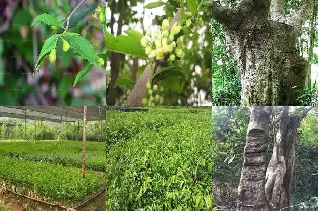 沉香油1686269623426 沉香油1686269623426