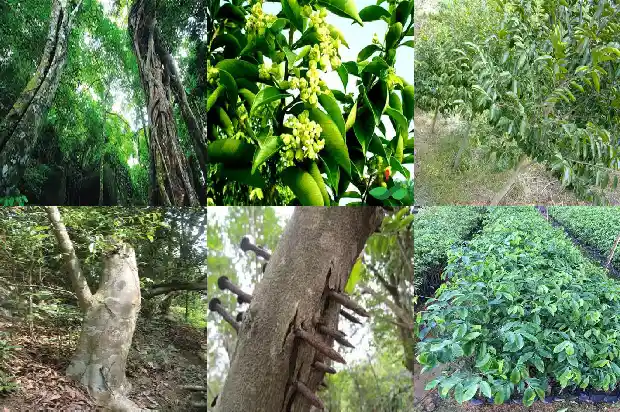 沉香油1686269623474 沉香油1686269623474