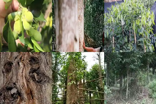 沉香油1686269623522 沉香油1686269623522