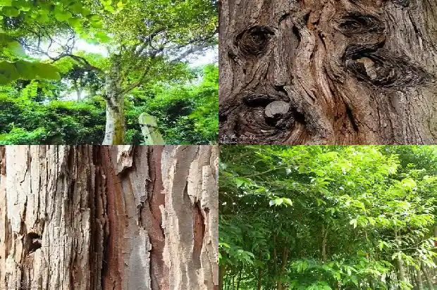 一颗沉香树有多贵1686269703947 一颗沉香树有多贵1686269703947