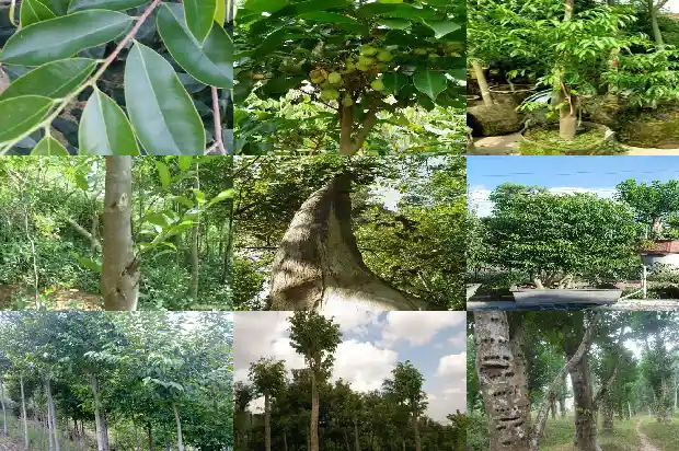 一颗沉香树有多贵1686269703995 一颗沉香树有多贵1686269703995