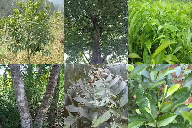 一颗沉香树有多贵1686269704043 一颗沉香树有多贵1686269704043