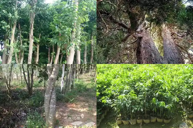 一颗沉香树的价值1686269749963 一颗沉香树的价值1686269749963