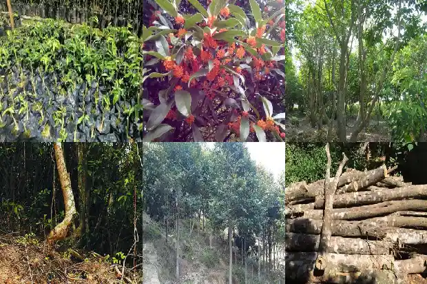 一颗沉香树的价值1686269750011 一颗沉香树的价值1686269750011