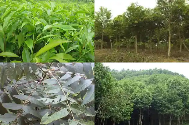 一颗沉香树的价值1686269750059 一颗沉香树的价值1686269750059