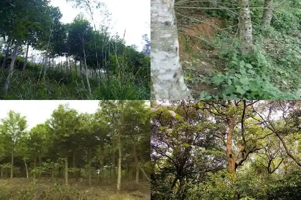 十年以上沉香的价格1691107722715 十年以上沉香的价格1691107722715