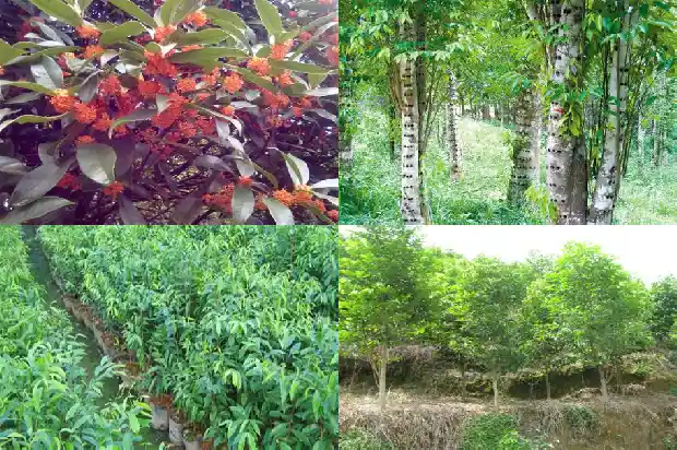 沉香粉一克价格1690935337621 沉香粉一克价格1690935337621