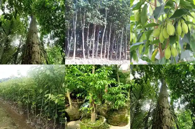 种沉香树的好处1686269829702 种沉香树的好处1686269829702