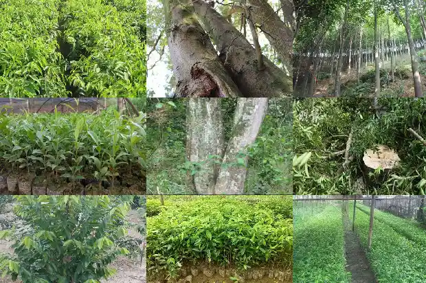 种沉香树的好处1686269829749 种沉香树的好处1686269829749