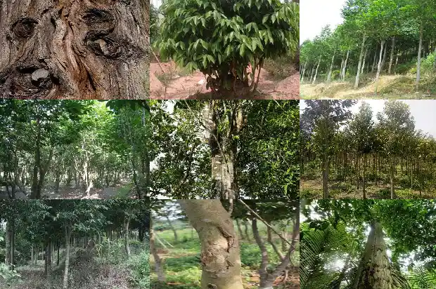 缅甸沉香树1686355814042 缅甸沉香树1686355814042