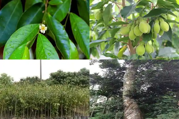 缅甸沉香树1686355814090 缅甸沉香树1686355814090