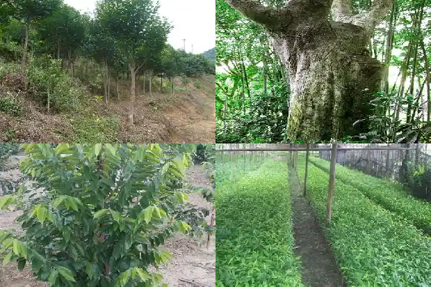 我国沉香树有几种品种1686355920901 我国沉香树有几种品种1686355920901