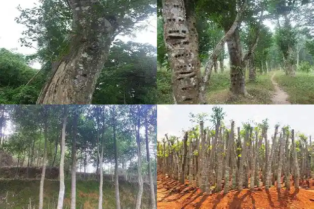 沉香树几年成材1686355949977 沉香树几年成材1686355949977