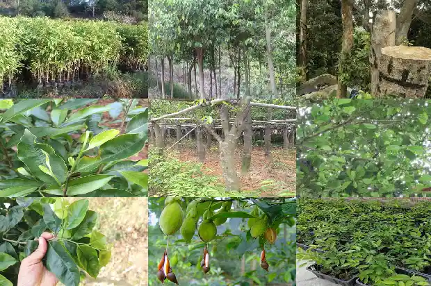 沉香树几年成材1686355950025 沉香树几年成材1686355950025