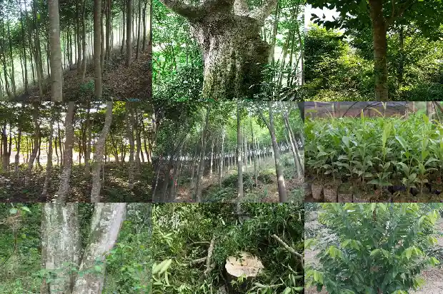 沉香树有哪些1694390981153 沉香树有哪些1694390981153