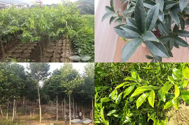 沉香树那个品种最贵1686356020972 沉香树那个品种最贵1686356020972