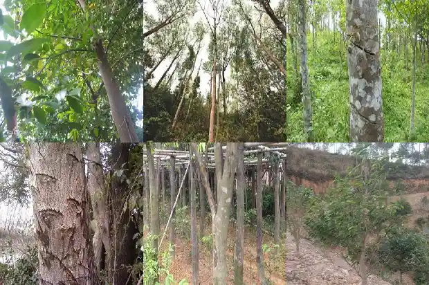 沉香树那个品种最贵1686356021020 沉香树那个品种最贵1686356021020
