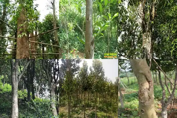 沉香树那个品种最贵1686356021068 沉香树那个品种最贵1686356021068