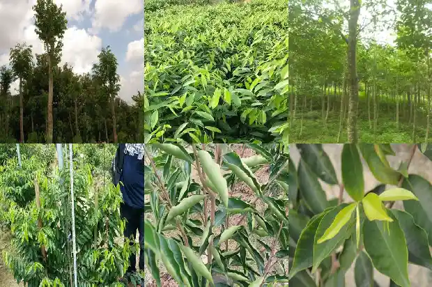 沉香树长啥样1686356055768 沉香树长啥样1686356055768