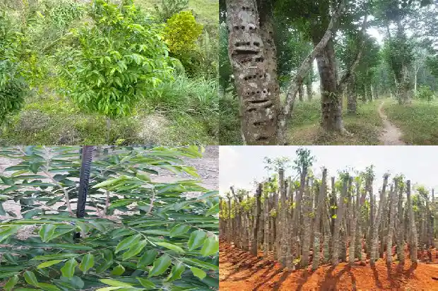 十年沉香树1686356082776 十年沉香树1686356082776