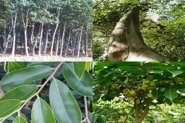 十年沉香树1686356082823 十年沉香树1686356082823